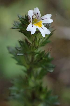 Euphrasia stricta \ Steifer Augentrost / Drug Eyebright, D Harz, Sonnenberg 20.9.2021