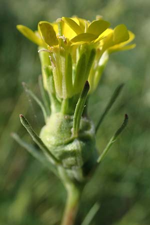 Erysimum marschallianum \ Harter Schterich / Hard Wallflower, D Thüringen, Kölleda 9.6.2022