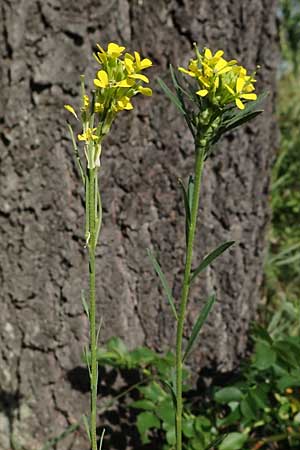 Erysimum marschallianum \ Harter Schterich / Hard Wallflower, D Thüringen, Kölleda 9.6.2022