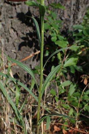 Erysimum marschallianum \ Harter Schterich / Hard Wallflower, D Thüringen, Kölleda 9.6.2022