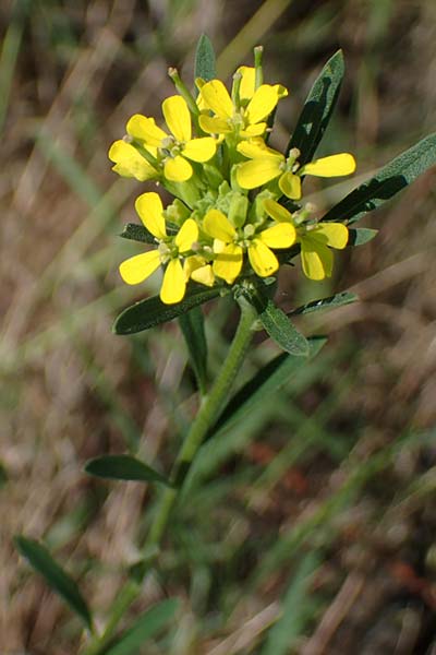 Erysimum marschallianum \ Harter Schterich / Hard Wallflower, D Thüringen, Kölleda 9.6.2022