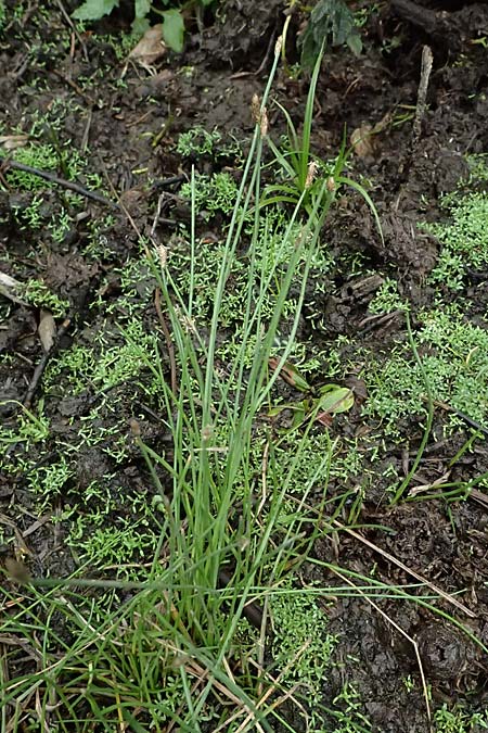 Eleocharis mamillata / Soft-Stem Spike Rush, D Kirtorf 3.9.2026