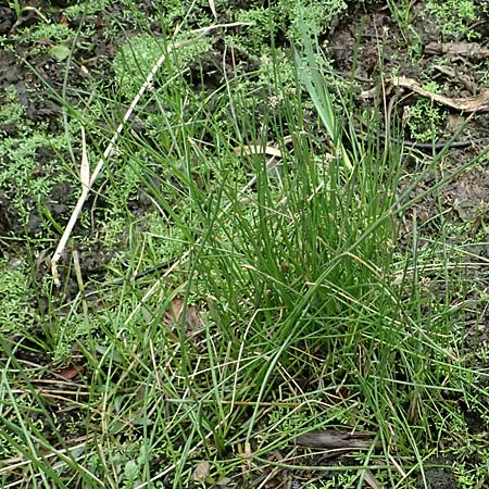 Eleocharis mamillata / Soft-Stem Spike Rush, D Kirtorf 3.9.2026