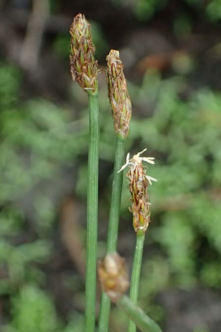 Eleocharis mamillata / Soft-Stem Spike Rush, D Kirtorf 3.9.2026