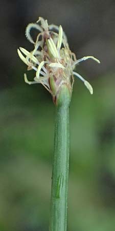Eleocharis mamillata / Soft-Stem Spike Rush, D Kirtorf 3.9.2026