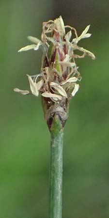 Eleocharis mamillata / Soft-Stem Spike Rush, D Kirtorf 3.9.2026