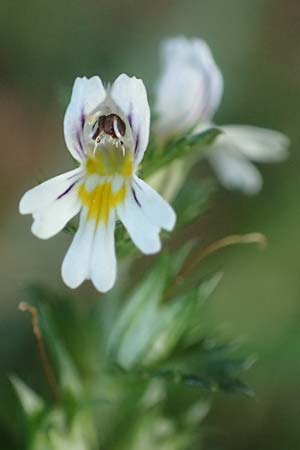 Euphrasia stricta \ Steifer Augentrost / Drug Eyebright, D Odenwald, Reichelsheim 12.10.2018