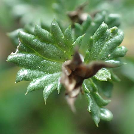 Euphrasia stricta \ Steifer Augentrost / Drug Eyebright, D Odenwald, Reichelsheim 12.10.2018