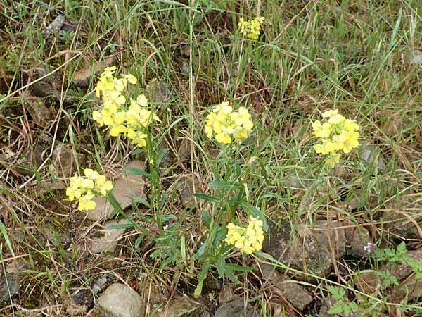 Erysimum odoratum \ Honig-Schterich, Wohlriechender Schterich / Odorant Treacle Mustard, D Hardheim 11.6.2016