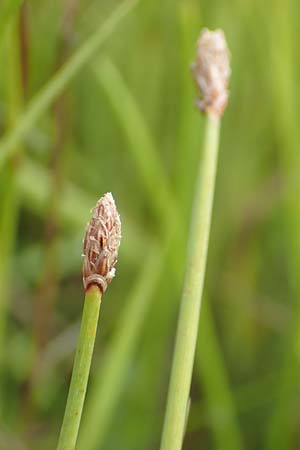 Eleocharis ovata \ Eifrmige Sumpfbinse / Ovate Spike Rush, D Kehl 23.7.2016