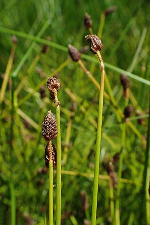 Eleocharis ovata \ Eifrmige Sumpfbinse / Ovate Spike Rush, D Kaiserslautern 15.8.2021