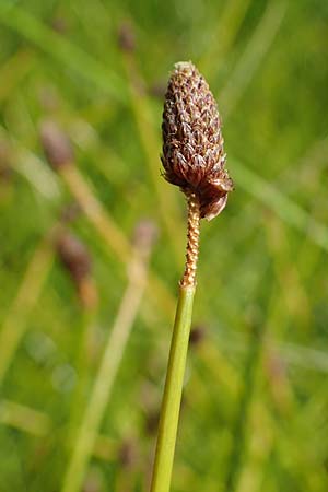 Eleocharis ovata \ Eifrmige Sumpfbinse / Ovate Spike Rush, D Kaiserslautern 15.8.2021
