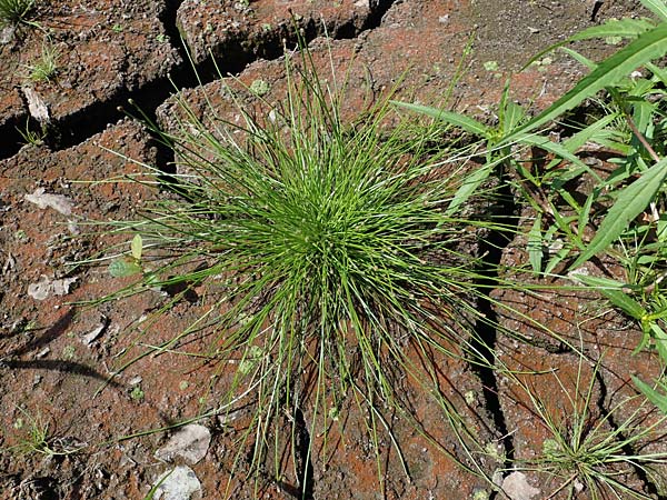 Eleocharis ovata \ Eifrmige Sumpfbinse / Ovate Spike Rush, D Kaiserslautern 15.8.2021