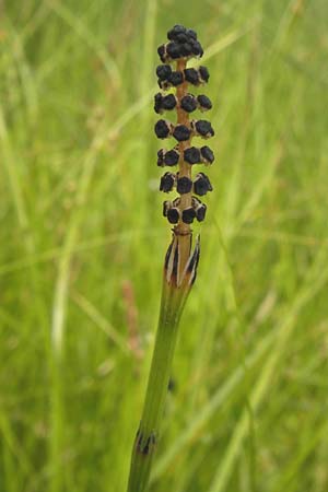 Equisetum palustre \ Sumpf-Schachtelhalm, Duwock / Marsh Horsetail, D Frankfurt-Harheim 15.6.2013