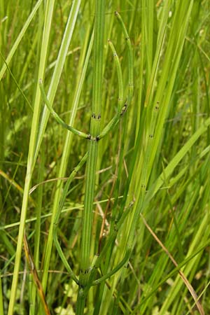 Equisetum palustre \ Sumpf-Schachtelhalm, Duwock / Marsh Horsetail, D Frankfurt-Harheim 15.6.2013
