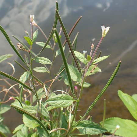 Epilobium roseum \ Rosenrotes Weidenrschen / Pale Willowherb, D Nassau an der Lahn 22.8.2015