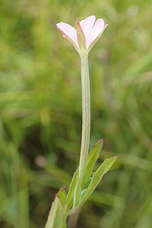 Epilobium tetragonum \ Vierkantiges Weidenrschen / Square-Stalked Willowherb, D Kehl 23.7.2016