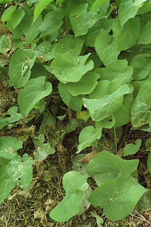 Epimedium perralderianum \ Algerische Sockenblume / Barren-Wort, D Frankfurt-Hausen 7.5.2018