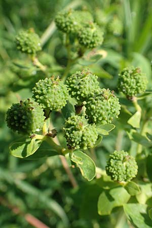 Euphorbia palustris \ Sumpf-Wolfsmilch / Marsh Spurge, D Groß-Gerau 28.5.2018
