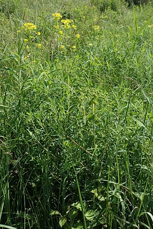 Euphorbia palustris \ Sumpf-Wolfsmilch / Marsh Spurge, D Groß-Gerau 28.5.2018