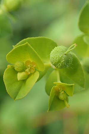 Euphorbia platyphyllos \ Breitblttrige Wolfsmilch / Broad-Leaved Spurge, D Neulußheim 7.7.2018