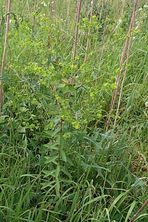 Euphorbia platyphyllos \ Breitblttrige Wolfsmilch / Broad-Leaved Spurge, D Neulußheim 7.7.2018