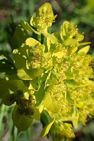 Euphorbia palustris \ Sumpf-Wolfsmilch / Marsh Spurge, D Kollerinsel 6.5.2020