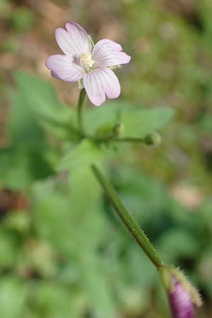 Epilobium parviflorum \ Kleinbltiges Weidenrschen / Hoary Willowherb, Small-Flowered Willowherb, D Aachen 27.7.2020