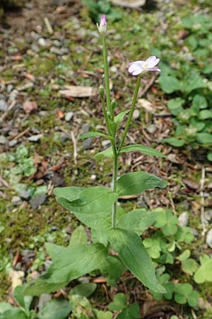 Epilobium parviflorum \ Kleinbltiges Weidenrschen / Hoary Willowherb, Small-Flowered Willowherb, D Aachen 27.7.2020