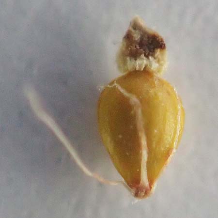 Eleocharis palustris \ Gewhnliche Sumpfbinse, Gemeine Sumpfsimse / Common Spike Rush, D Hochheim am Main 5.10.2020