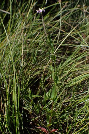 Epilobium tetragonum \ Vierkantiges Weidenrschen / Square-Stalked Willowherb, D Hunsrück, Börfink 18.7.2022