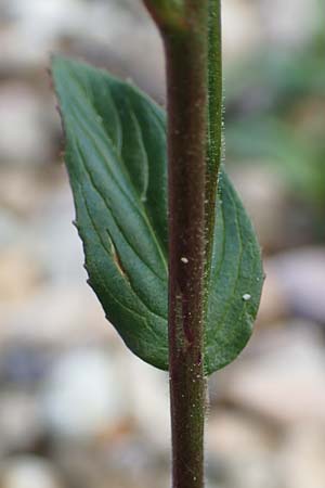 Epilobium palustre \ Sumpf-Weidenrschen / Marsh Willowherb, D Rheinstetten-Silberstreifen 23.7.2022