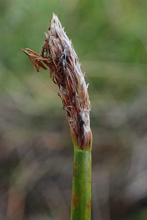 Eleocharis palustris \ Gewhnliche Sumpfbinse, Gemeine Sumpfsimse / Common Spike Rush, D Hassloch 23.7.2022