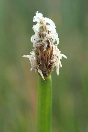 Eleocharis palustris \ Gewhnliche Sumpfbinse, Gemeine Sumpfsimse / Common Spike Rush, D Hassloch 23.7.2022