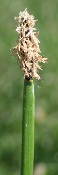 Eleocharis palustris agg. \ Gewhnliche Sumpfbinse, Gemeine Sumpfsimse / Common Spike Rush, D Thüringen, Hemleben 12.6.2023