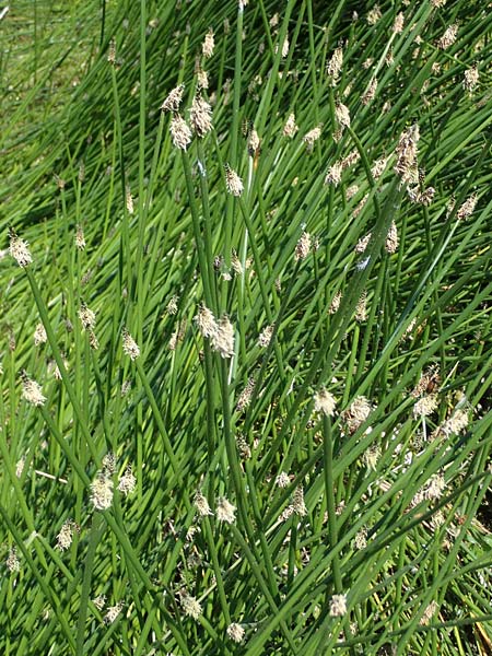 Eleocharis palustris agg. \ Gewhnliche Sumpfbinse, Gemeine Sumpfsimse / Common Spike Rush, D Thüringen, Hemleben 12.6.2023