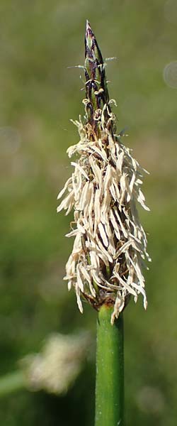 Eleocharis palustris agg. \ Gewhnliche Sumpfbinse, Gemeine Sumpfsimse / Common Spike Rush, D Thüringen, Hemleben 12.6.2023