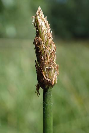 Eleocharis palustris agg. \ Gewhnliche Sumpfbinse, Gemeine Sumpfsimse / Common Spike Rush, D Eppenbrunn 26.6.2023