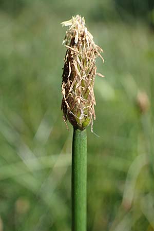 Eleocharis palustris agg. \ Gewhnliche Sumpfbinse, Gemeine Sumpfsimse / Common Spike Rush, D Eppenbrunn 26.6.2023