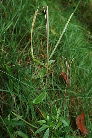 Epilobium palustre \ Sumpf-Weidenrschen / Marsh Willowherb, D Odenwald, Mossautal 14.10.2023