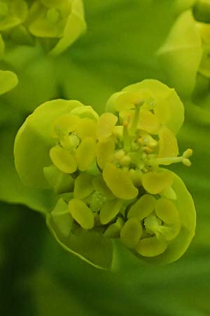 Euphorbia palustris \ Sumpf-Wolfsmilch / Marsh Spurge, D Rain 8.5.2025