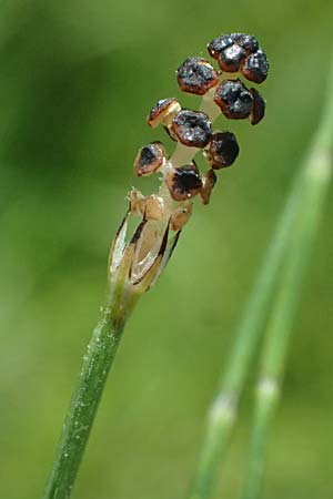 Equisetum palustre \ Sumpf-Schachtelhalm, Duwock / Marsh Horsetail, D Otzberg 16.8.2025