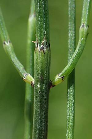 Equisetum palustre \ Sumpf-Schachtelhalm, Duwock / Marsh Horsetail, D Otzberg 16.8.2025