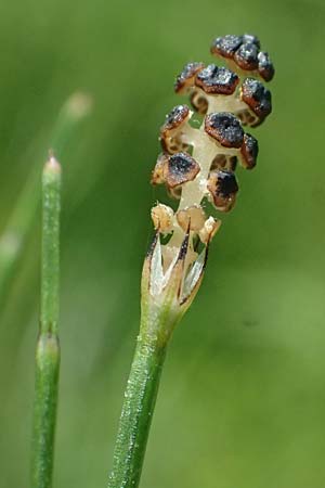 Equisetum palustre \ Sumpf-Schachtelhalm, Duwock / Marsh Horsetail, D Otzberg 16.8.2025