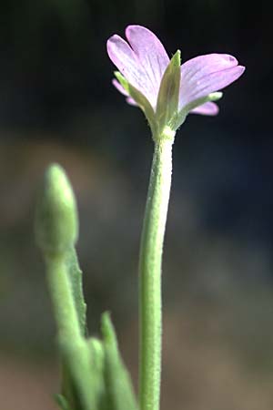 Epilobium tetragonum \ Vierkantiges Weidenr�schen / Square-Stalked Willowherb, D Neustadt am Main 28.6.2026