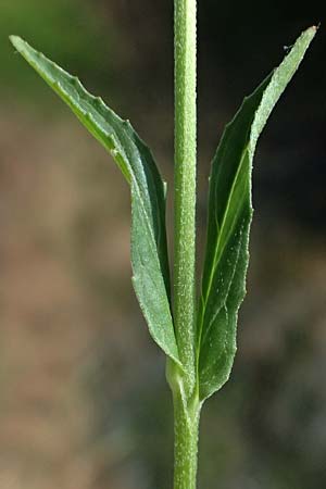 Epilobium tetragonum \ Vierkantiges Weidenr�schen / Square-Stalked Willowherb, D Neustadt am Main 28.6.2026