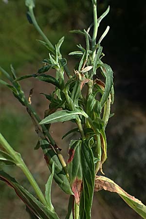 Epilobium tetragonum \ Vierkantiges Weidenr�schen / Square-Stalked Willowherb, D Neustadt am Main 28.6.2026