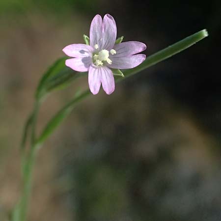 Epilobium tetragonum \ Vierkantiges Weidenr�schen / Square-Stalked Willowherb, D Neustadt am Main 28.6.2026