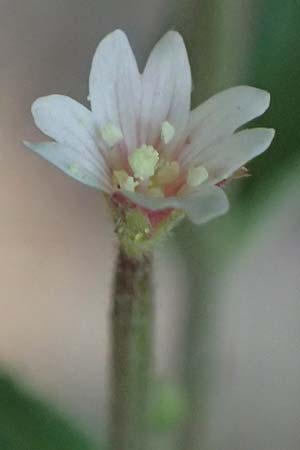 Epilobium ciliatum subsp. ciliatum \ Bewimpertes Weidenr�schen / Fringed Willowherb, D Odenwald, Hammelbach 26.7.2026