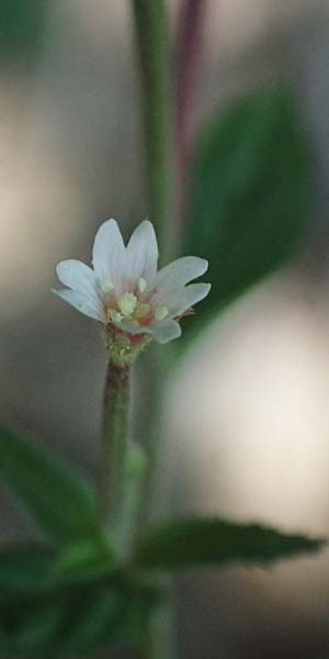 Epilobium ciliatum subsp. ciliatum \ Bewimpertes Weidenr�schen / Fringed Willowherb, D Odenwald, Hammelbach 26.7.2026